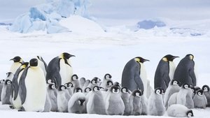 Die Reise der Pinguine 2 (2017)