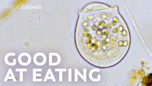 Peritrich Ciliates: Masters of Long-Range Snacking still