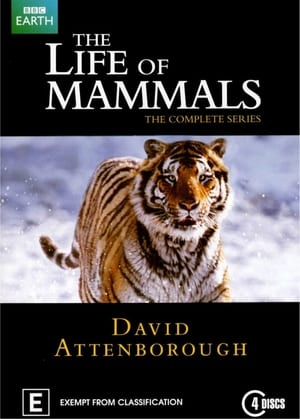 The Life of Mammals poster