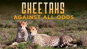 Cheetahs Against All Odds