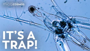 Ghost Fleas: Tiny See Through Cyclopses still