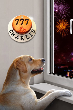 Постер фильма «777 Чарли (2022)» — (13 из 76)