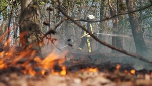 Image Forest in flames