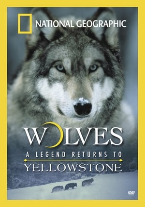 Poster Wolves: A Legend Returns to Yellowstone (2000)