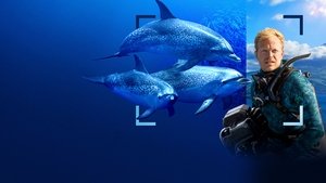 Yify Dolphins Up Close with Bertie Gregory 2025