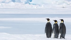 Antarctica, sur les traces de l’empereur