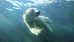 Arctic Goodbyes
