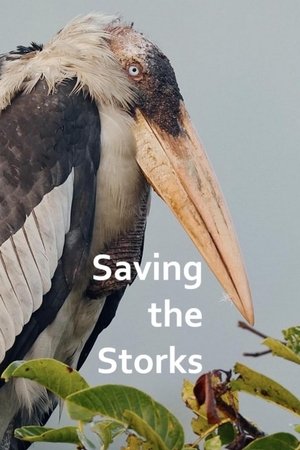 Image Saving the Storks with Sir David Attenborough