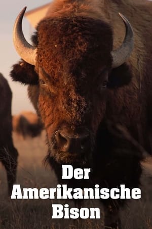 Image Der Amerikanische Bison