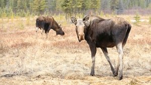 Yukon: Plantão Veterinário: 4×1