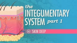 Crash Course Anatomy & Physiology The Integumentary System, Part 1 - Skin Deep