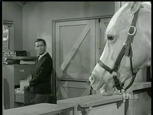 Mr. Ed: 5×5