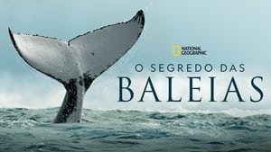 poster Secrets of the Whales