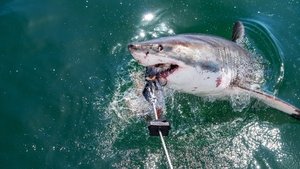 Camo Sharks (2022)