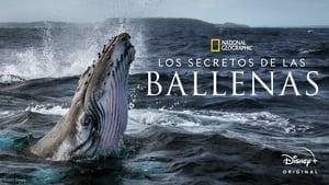 poster Secrets of the Whales