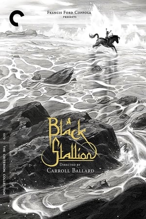 Poster Black Stallion 1979