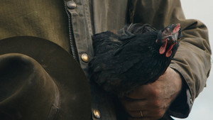 Hen