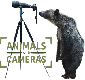 Animals with Cameras
