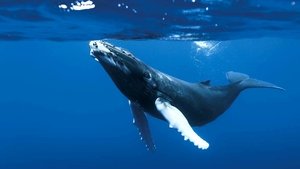 The Blue Planet – Πλανήτης Θάλασσα – Μπλε Πλανήτης – Η Ιστορία των Ωκεανών