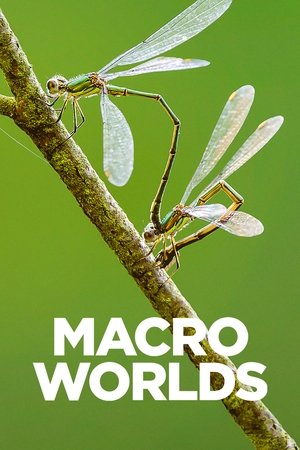 Macro Worlds 2017