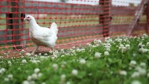 Chicken Lickin'