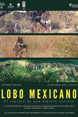 Poster Lobo Mexicano (2020)