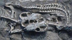 The Origins of Mammals