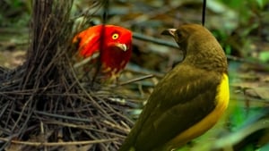 Bailando con los Pájaros