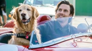 Mi Amigo Enzo (2019) HD 720P LATINO/INGLES