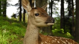 Nature Prince of the Alps