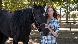 Black Beauty (2015)