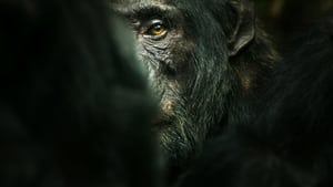 Η Αυτοκρατορία των Χιμπατζήδων / Chimp Empire (2023)