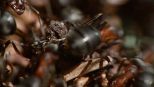 David Attenborough’s Ant Mountain