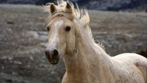 Nature Cloud: Challenge of the Stallions