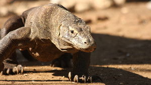 David Attenborough’s Natural Curiosities: 2×1