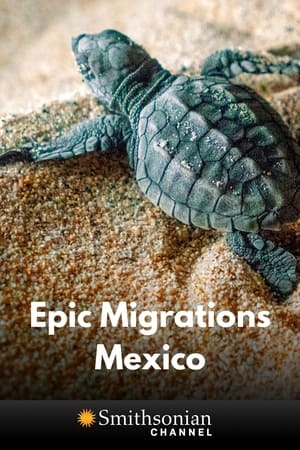 Poster Epic Animal Migrations: Mexico 2020