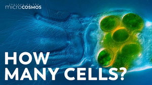 How Many Cells Are in a Microscopic Animal? still