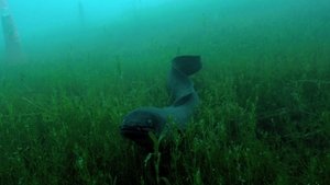 Nature The Mystery of Eels