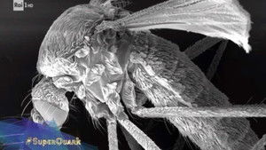 Thumbnail Episode 3: Tokyo Olympics, Turin's Egyptian Museum, and the police's technological arsenal