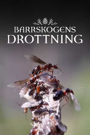 Barrskogens drottning (2025)