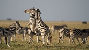 Nature: Great Zebra Exodus film complet
