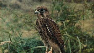 Kes 100