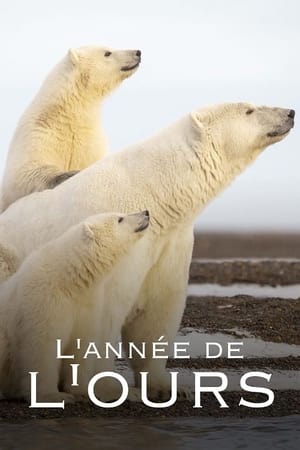 Image L'Année de l'ours