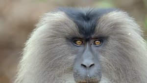 India's Wild Mountain Creatures