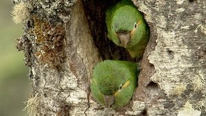 Equator's Wild Secrets Secret Creatures of The Andes