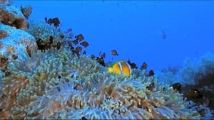 Faszination Korallenriff 3D film complet