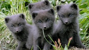 Nascido para a Tempestade