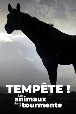 Image Tempête ! Les Animaux dans la tourmente