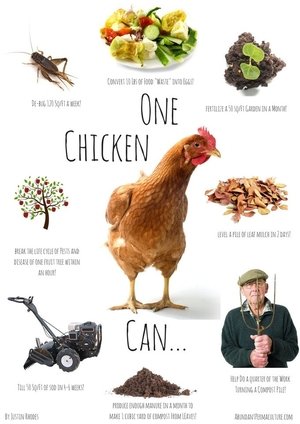 Poster Permaculture Chickens 2025