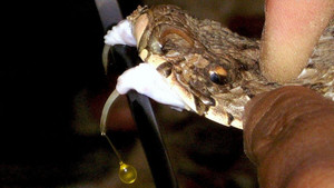 Venom Files – Anatomy of a Snake Bite